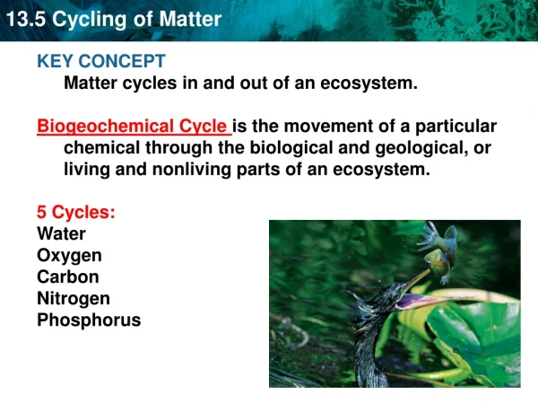 KEY CONCEPT  Matter cycles in and out of an ecosystem.