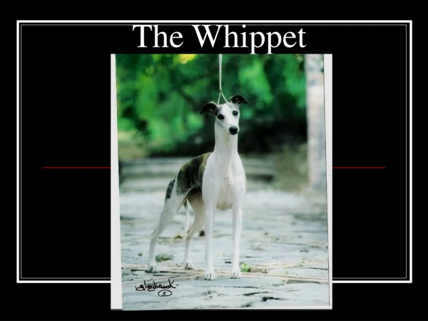 The Whippet