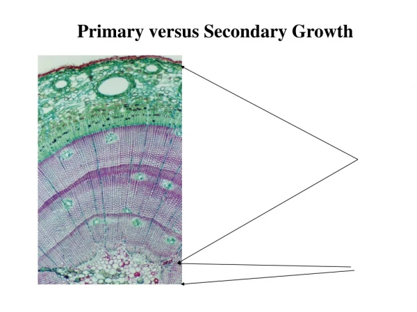 Primary versus Secondary Growth