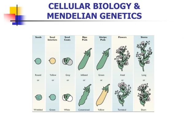 CELLULAR BIOLOGY &amp; MENDELIAN GENETICS