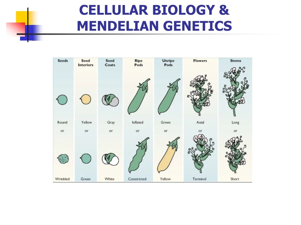 cellular biology mendelian genetics