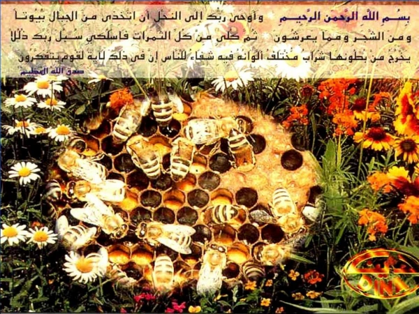 الآكاروسات المرتبطة بالحشرات  عرض وإلقاء د . / سالى فاروق محمد علام