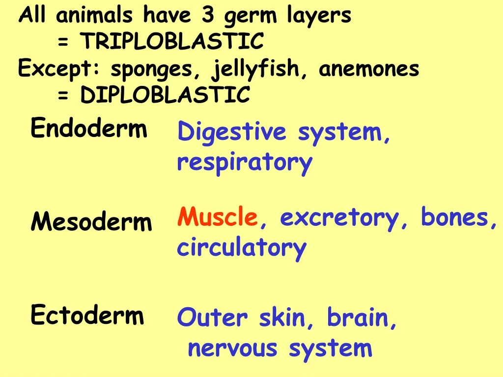 all animals have 3 germ layers triploblastic except sponges jellyfish anemones diploblastic