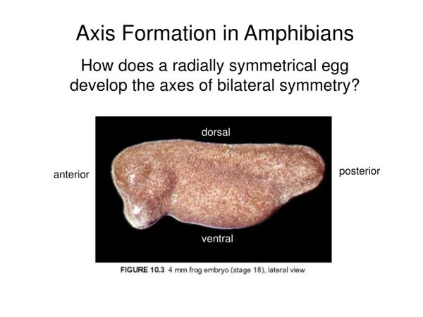 Axis Formation in Amphibians