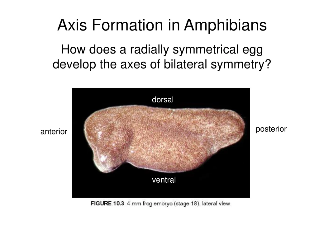 axis formation in amphibians how does a radially