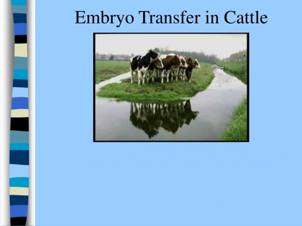 Embryo Transfer in Cattle