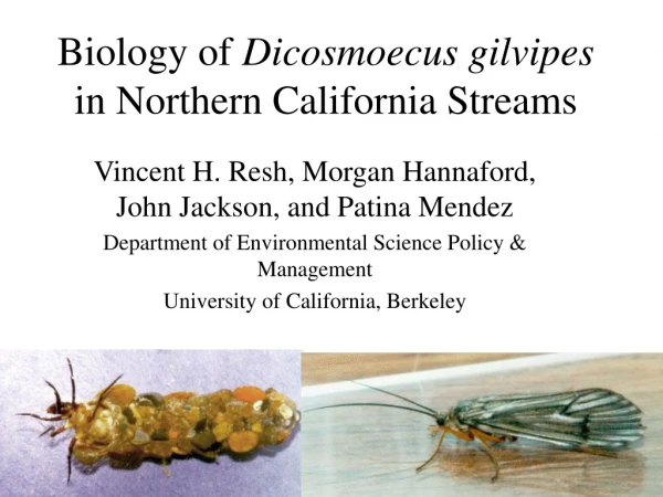 Biology of  Dicosmoecus gilvipes  in Northern California Streams
