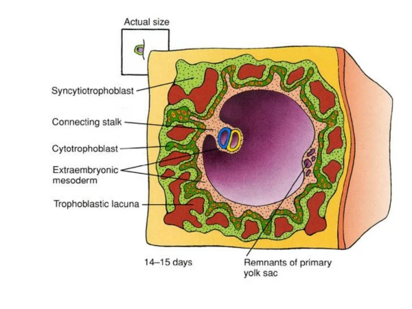 Why is gastrulation so important? Generation of the three germ layers :