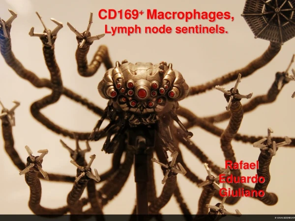CD169 +  Macrophages,  Lymph node sentinels.