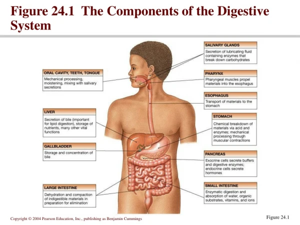 Figure 24.1  The Components of the Digestive System