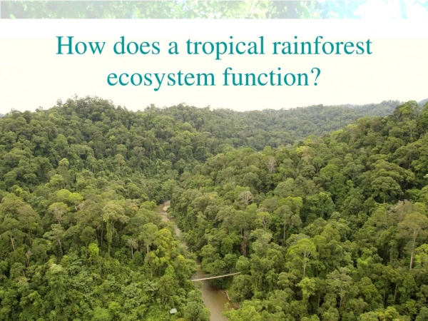 How does a tropical rainforest ecosystem function?