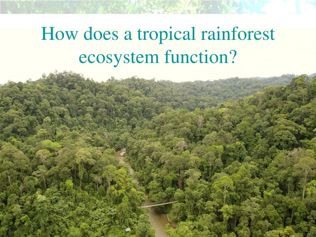 how does a tropical rainforest ecosystem function