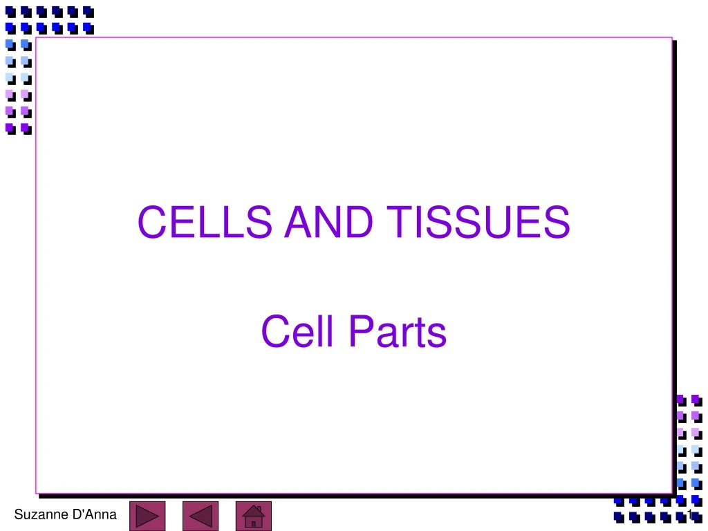 cells and tissues