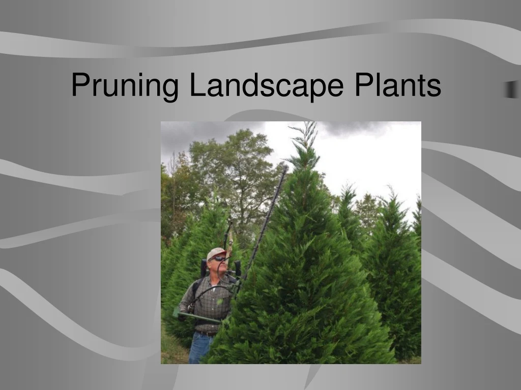 pruning landscape plants