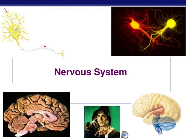 Nervous System