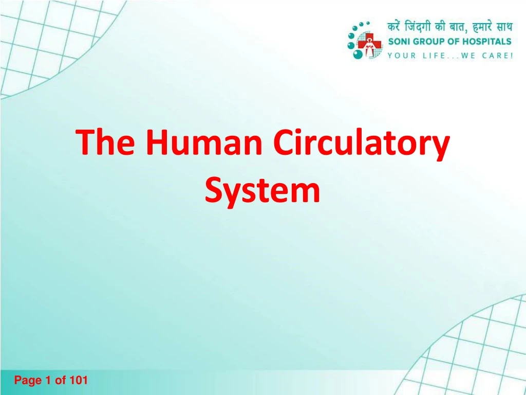the human circulatory system