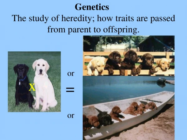 Genetics 				         The study of heredity; how traits are passed from parent to offspring.