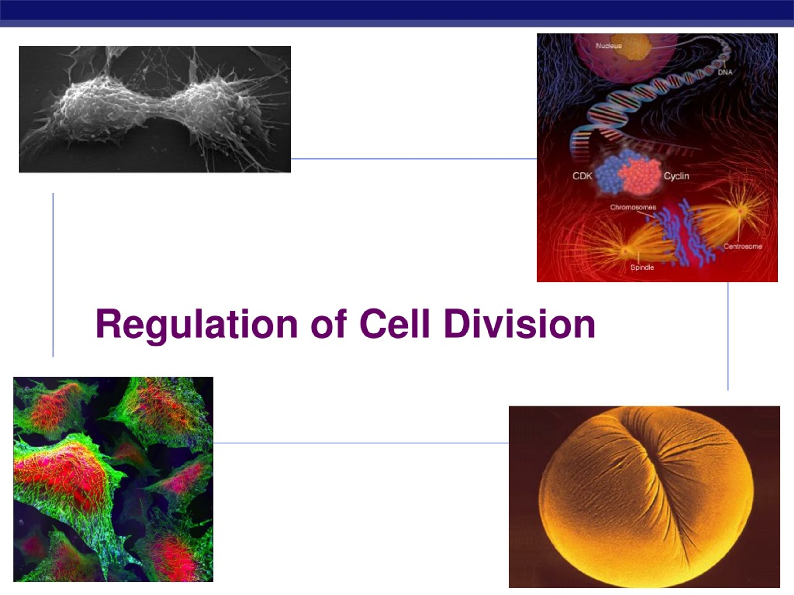 Regulation of Cell Division - slide 1