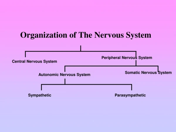 Organization of The Nervous System