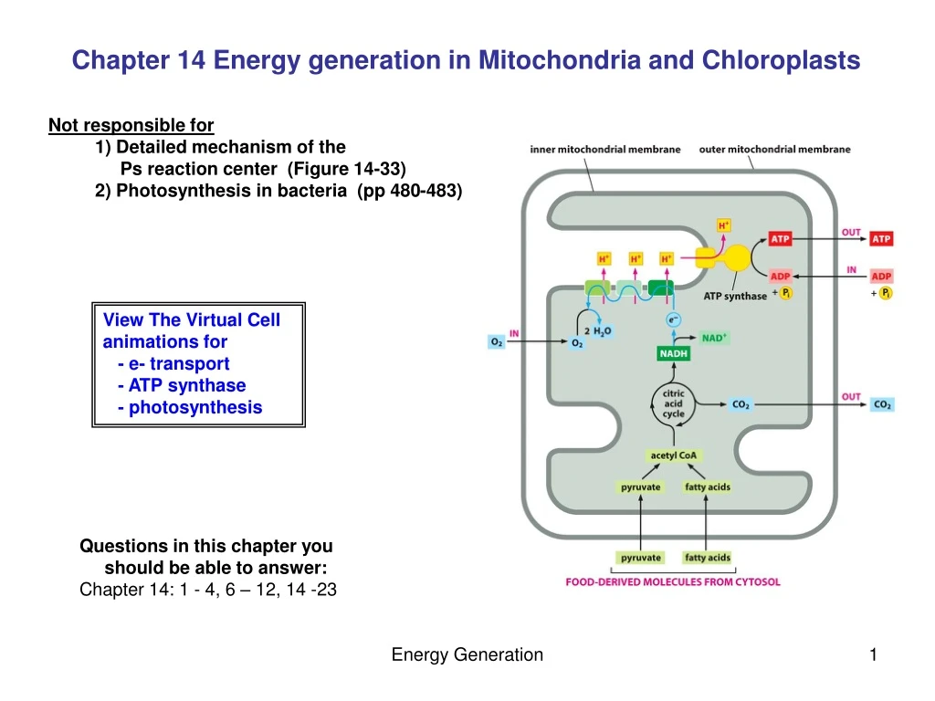 chapter 14 energy generation in mitochondria