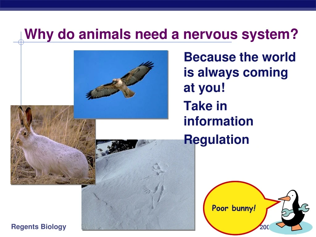 why do animals need a nervous system