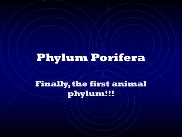 Phylum Porifera