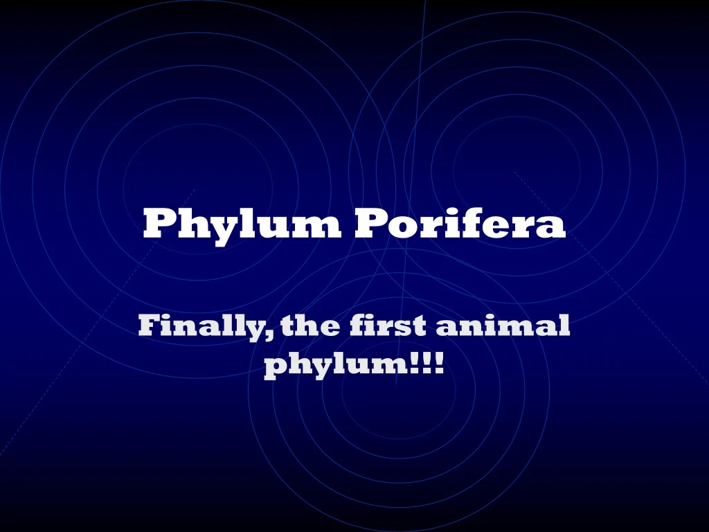 phylum porifera