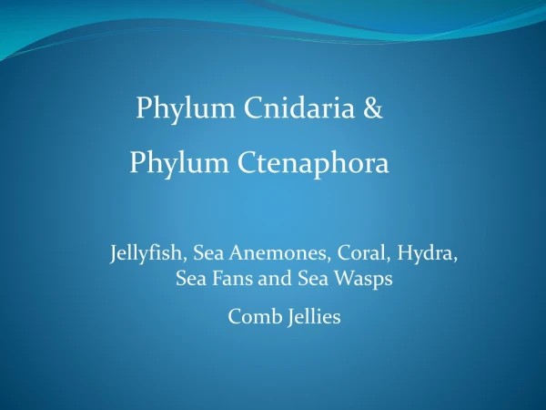 Phylum Cnidaria &amp;  Phylum Ctenaphora