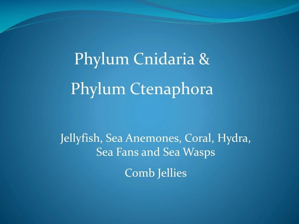 phylum cnidaria phylum ctenaphora