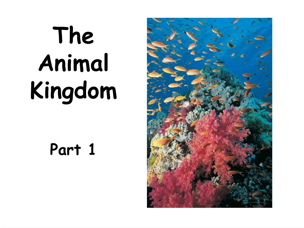 the animal kingdom part 1
