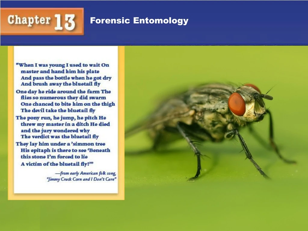 forensic entomology