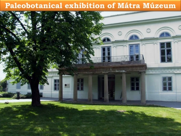 Paleobotanical exhibition  of Mátra Múzeum