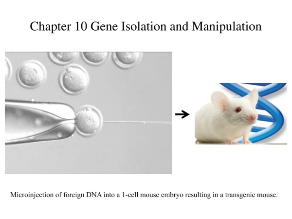 Chapter 10 Gene Isolation and Manipulation