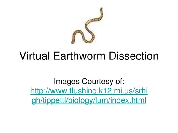 Virtual Earthworm Dissection
