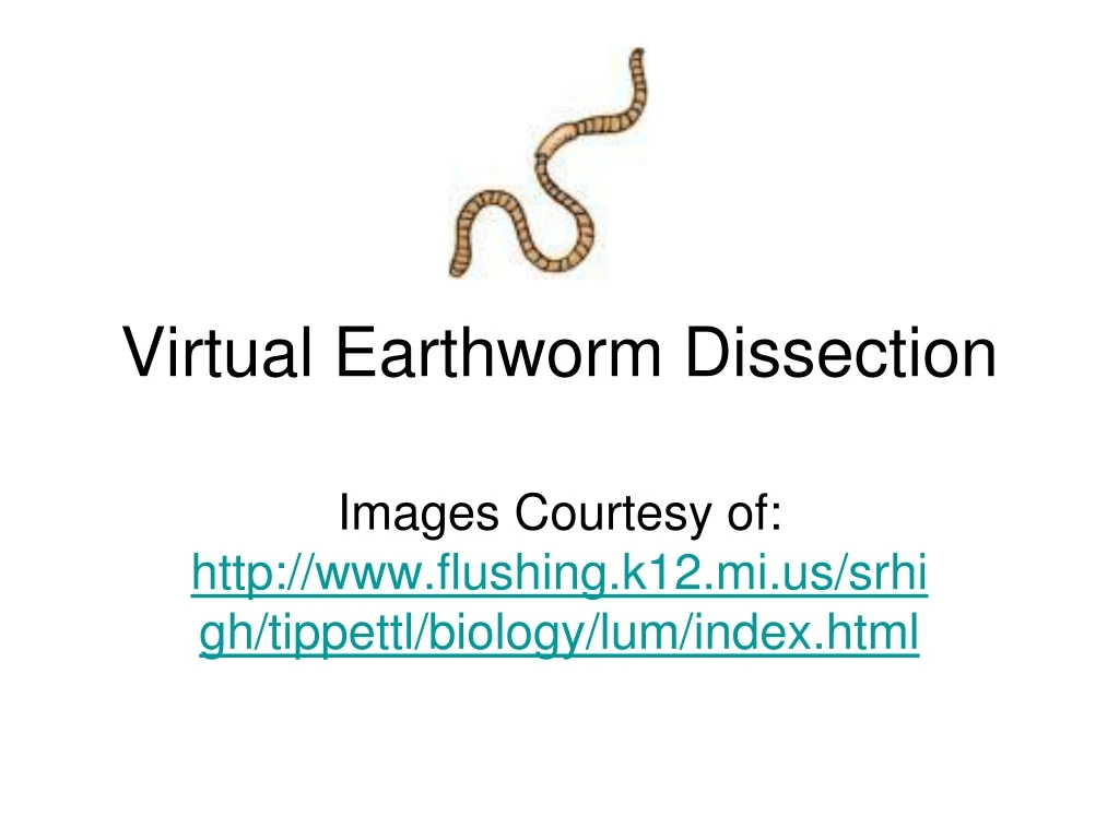 virtual earthworm dissection