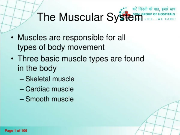 The Muscular System