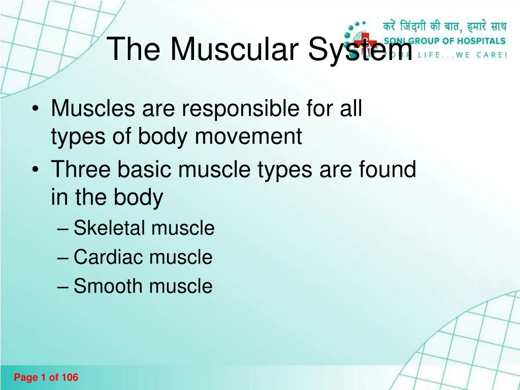 the muscular system