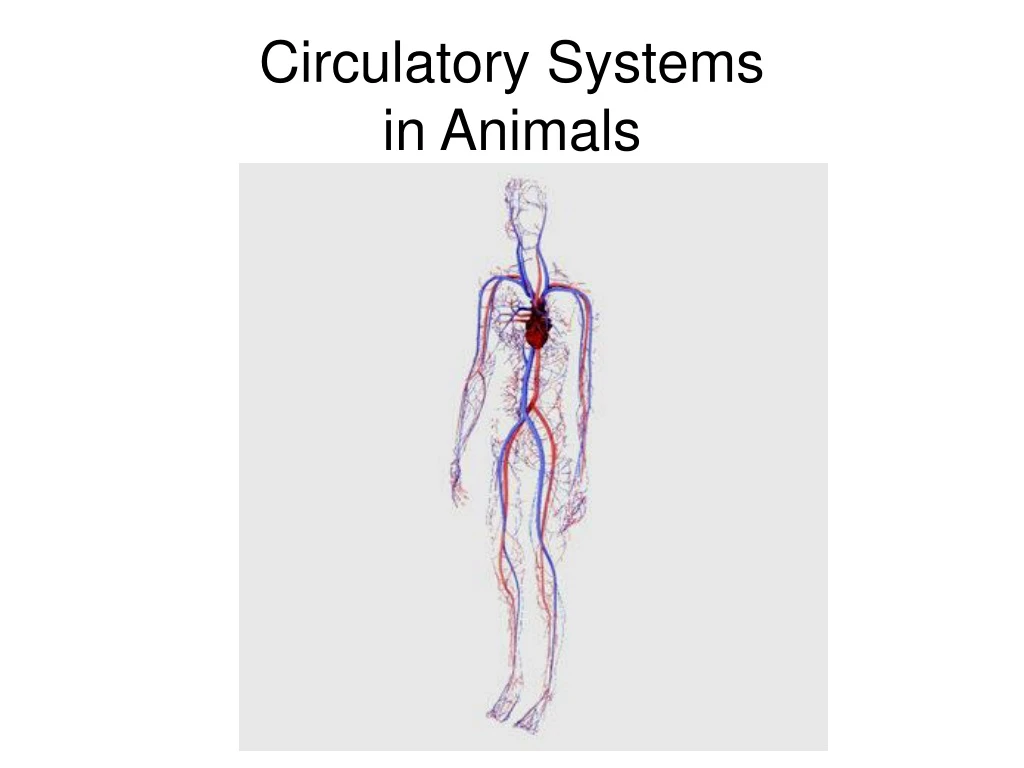 circulatory systems in animals