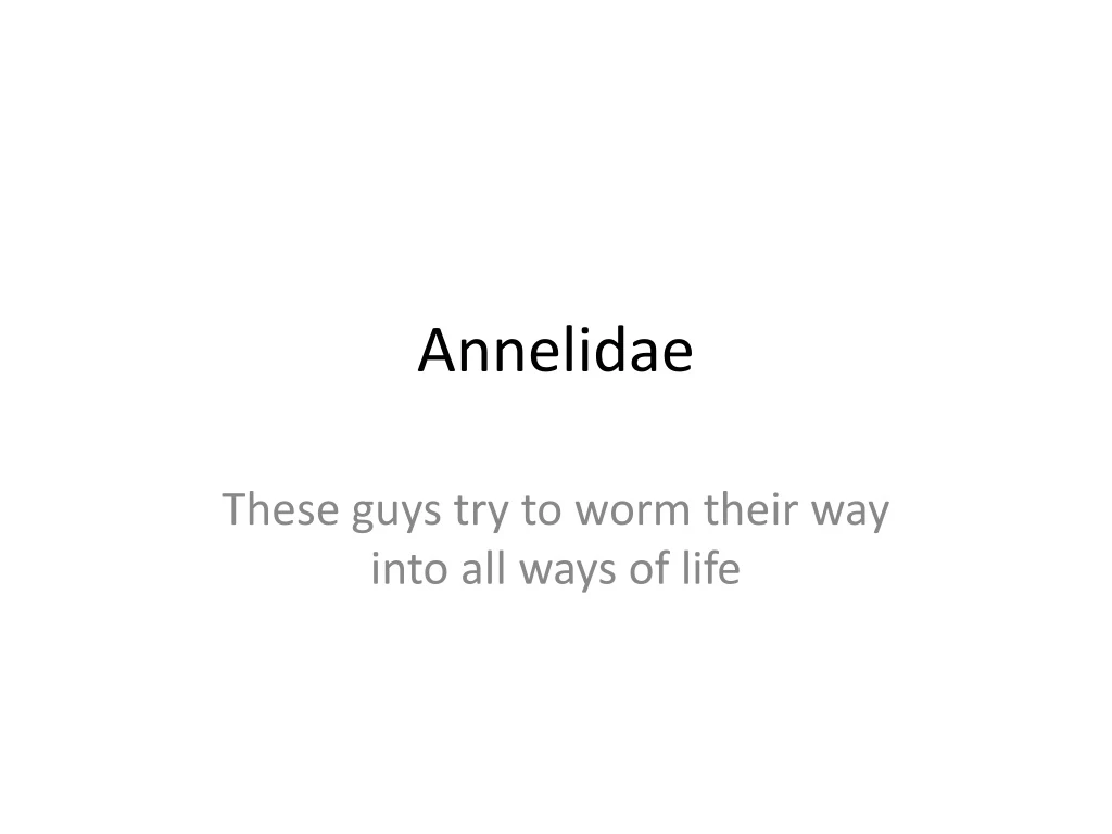 annelidae