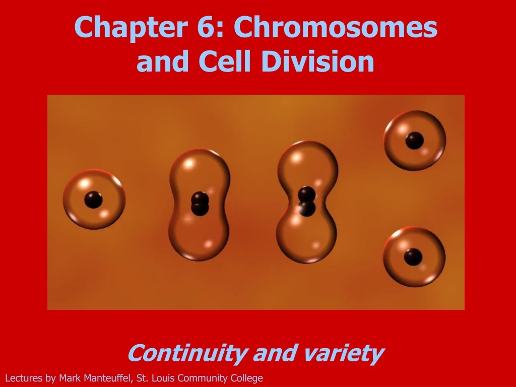 chapter 6 chromosomes and cell division