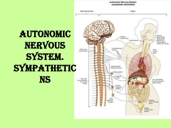 Autonomic Nervous System. Sympathetic NS