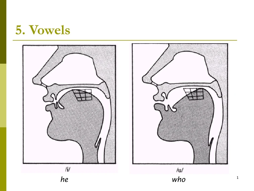 5 vowels