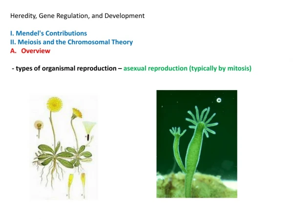 Heredity, Gene Regulation, and Development  I. Mendel's Contributions