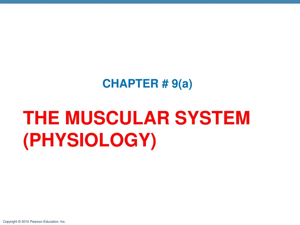 the muscular system physiology