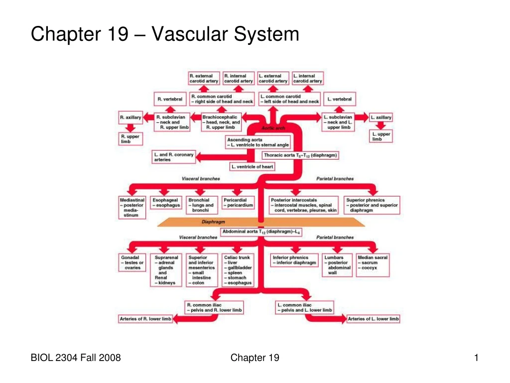 chapter 19 vascular system