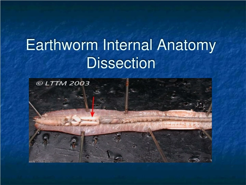 earthworm internal anatomy dissection