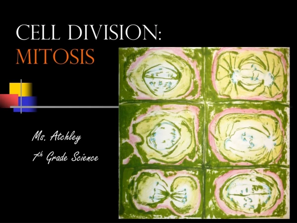 Cell Division: Mitosis