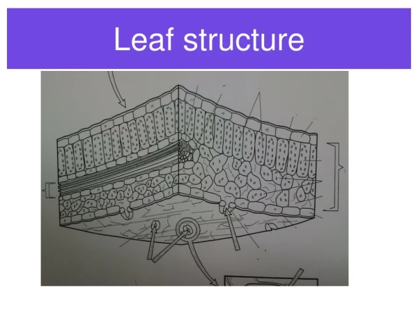 Leaf structure