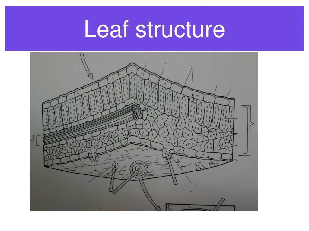 leaf structure