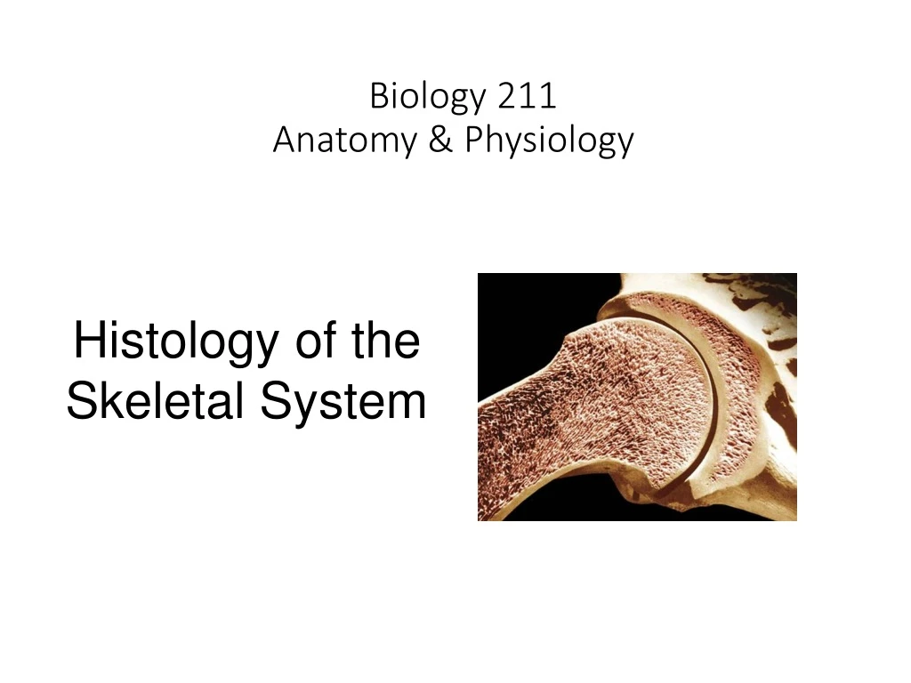 biology 211 anatomy physiology i